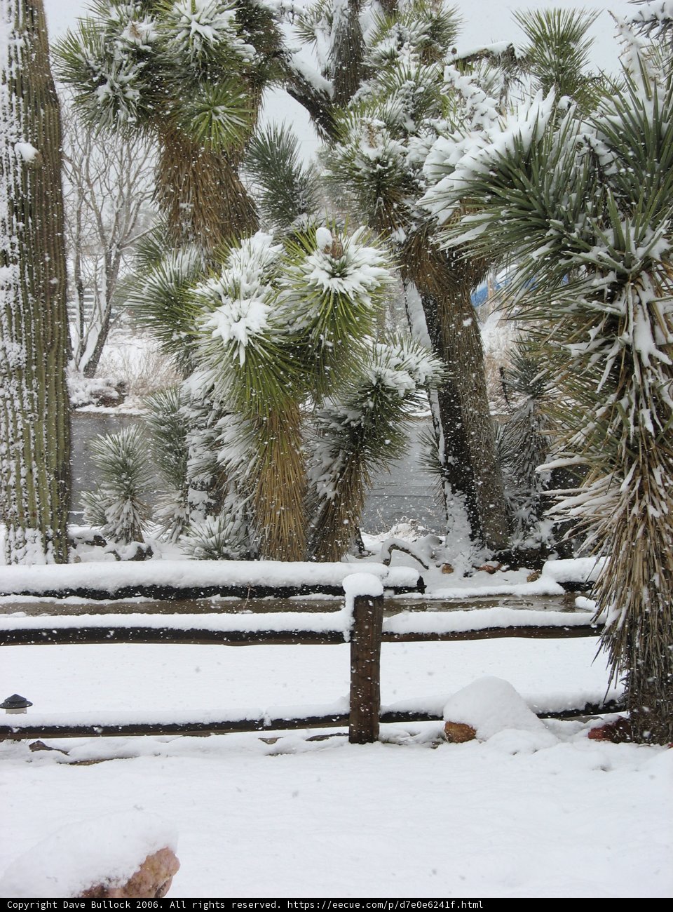 Frozen Nature: A Winter Wonderland