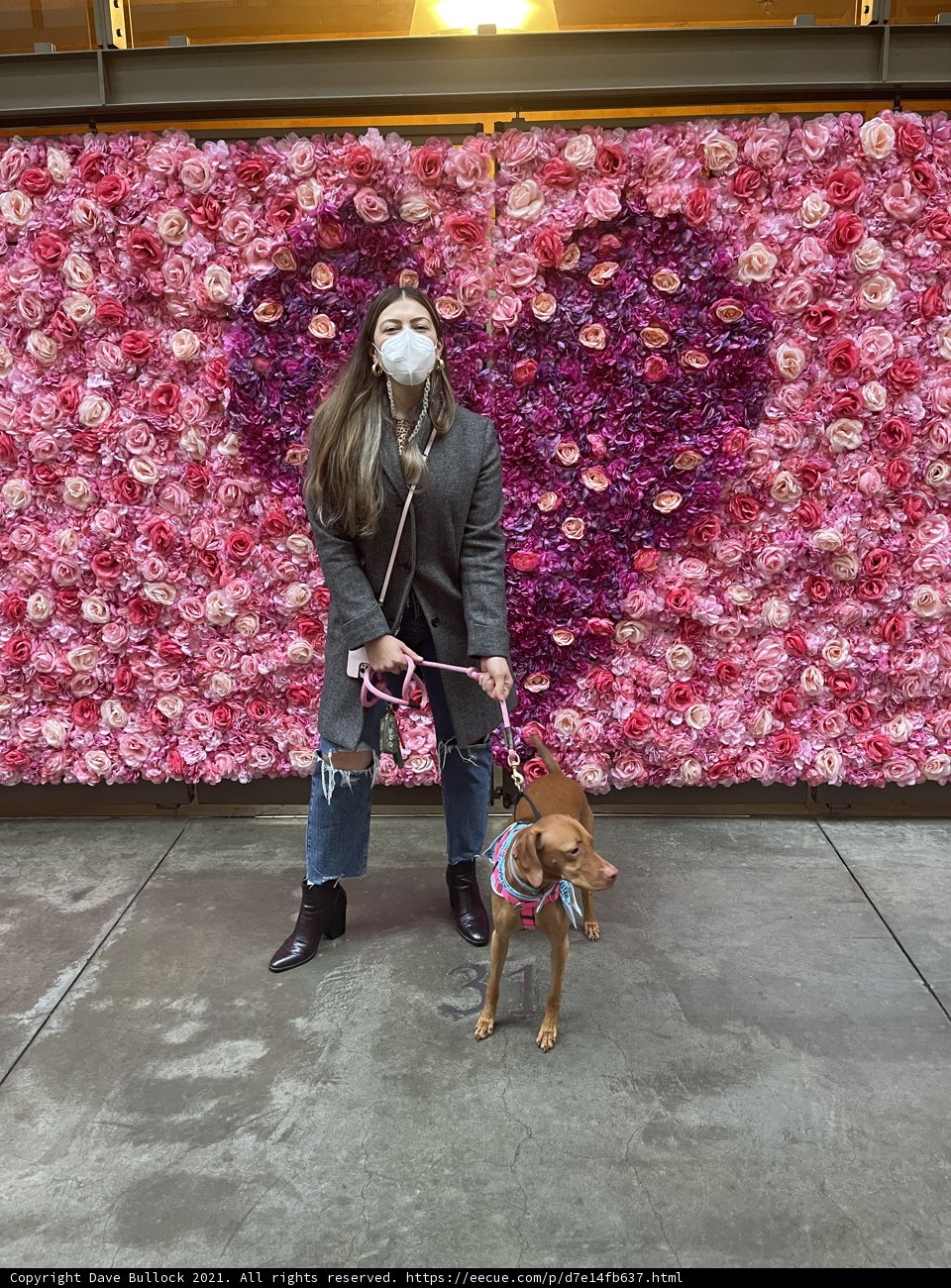 A Floral Walk with My Furry Friend
