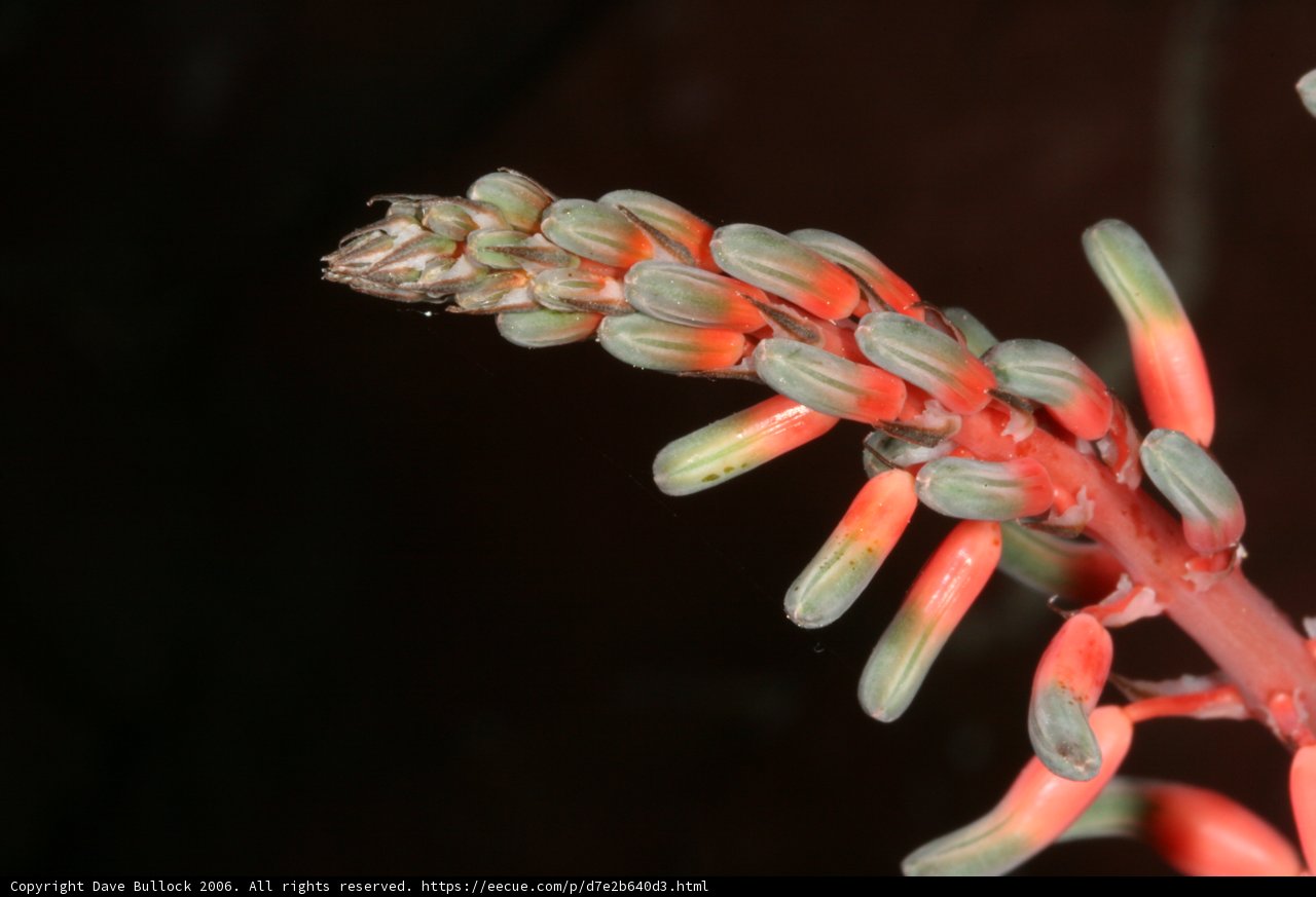 Vibrant Acanthaceae Blossom