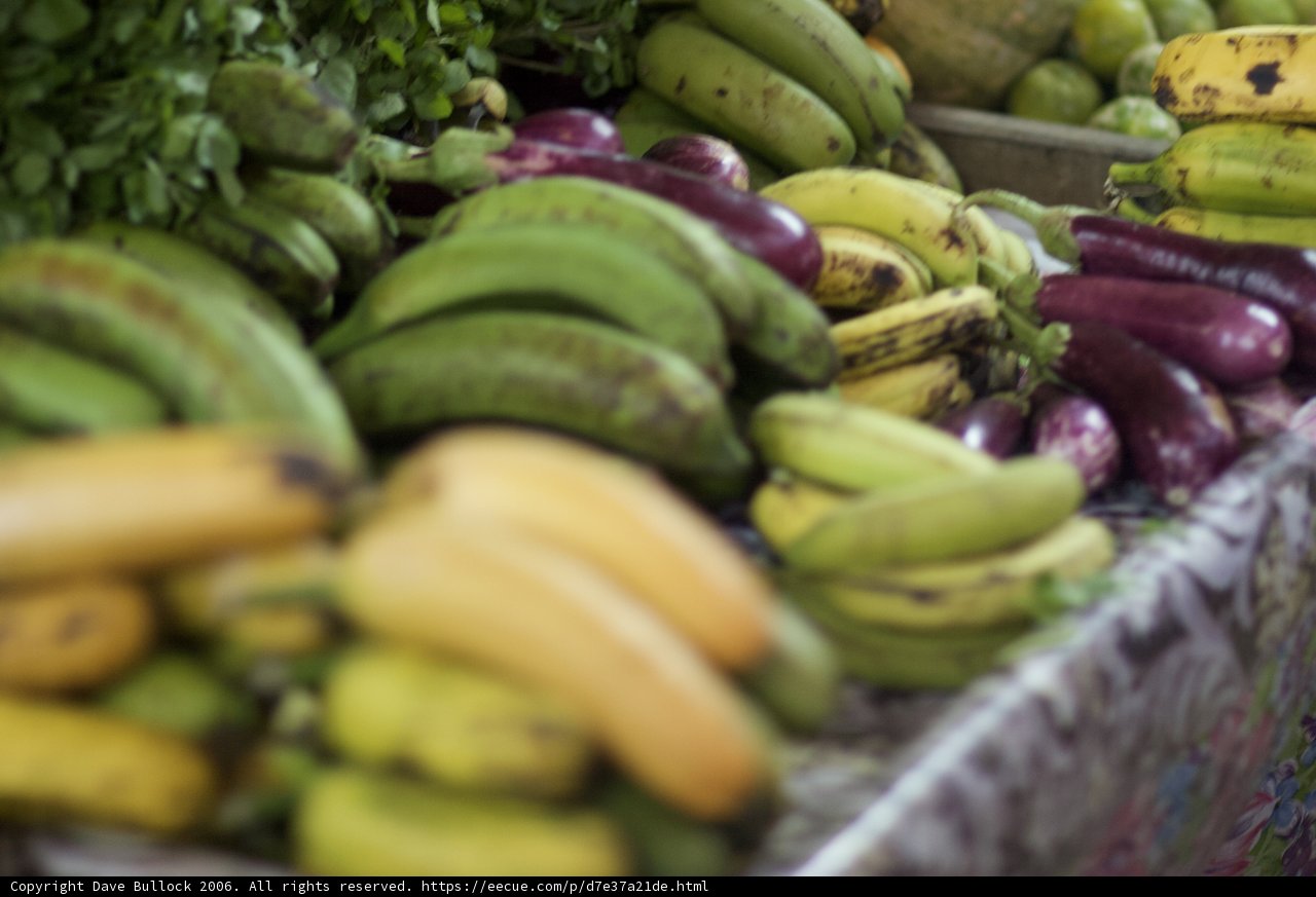 Bunch of Fresh Fiji Bananas