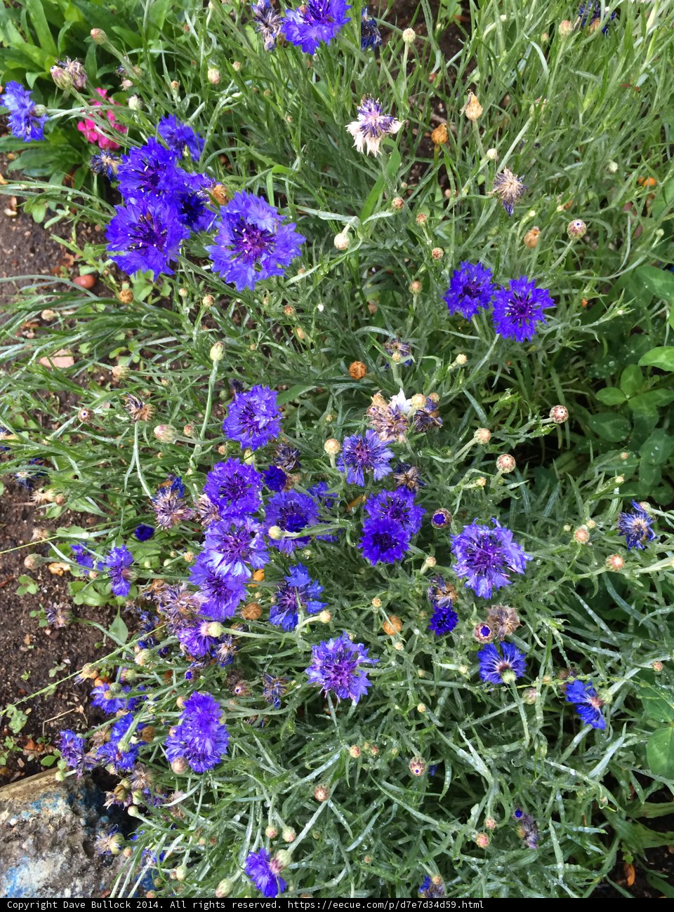 Purple Geranium