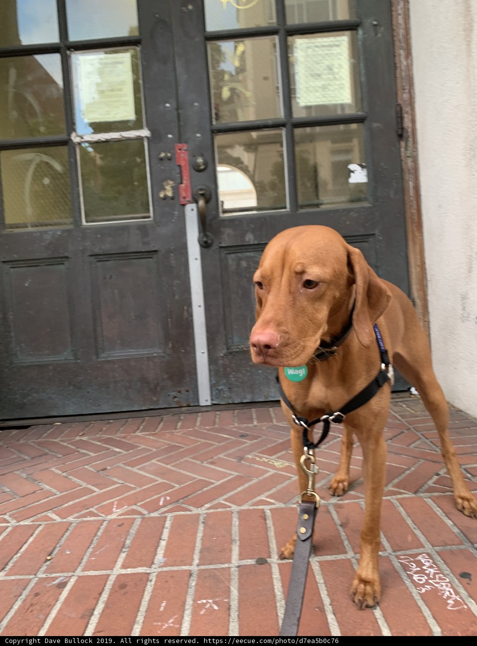 Canine Accessories on a Brick Floor