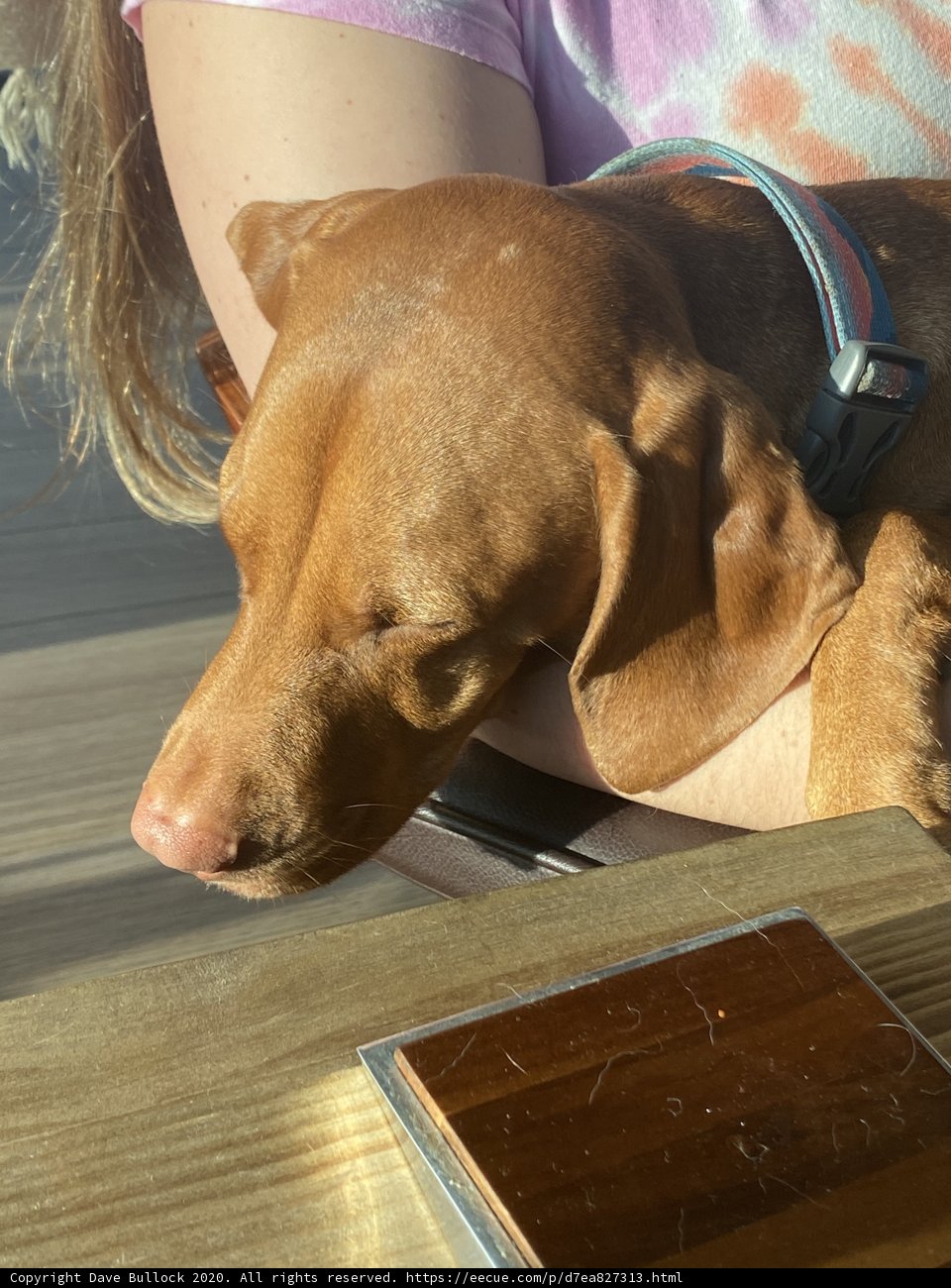 Serene Naptime with a Furry Friend