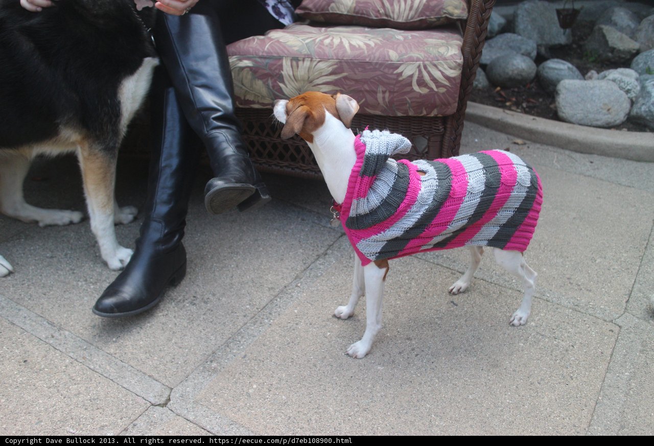 Stylish Pup in Pink and Black