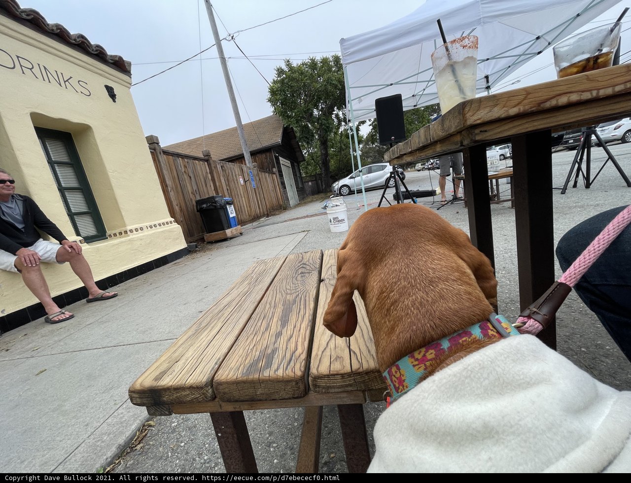 Canine Companion on a Wooden Bench