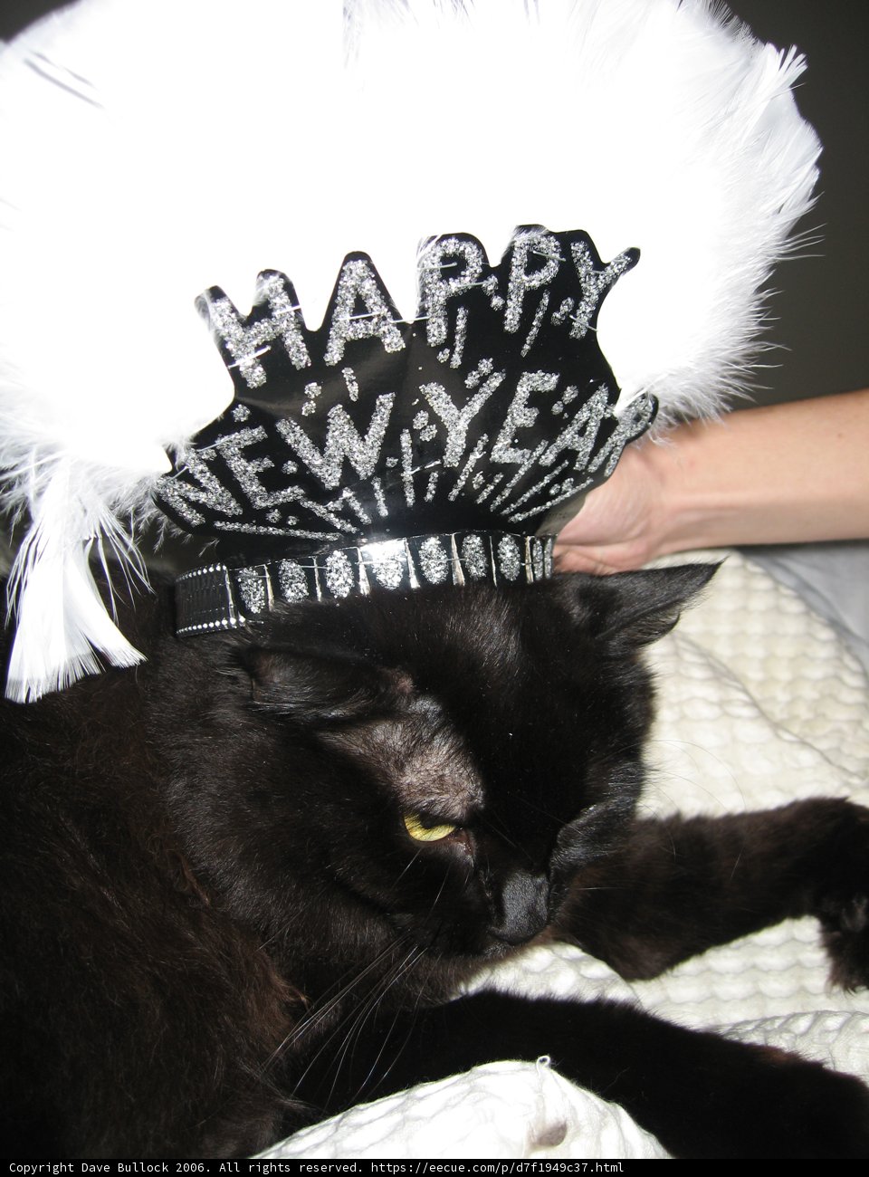A Purrfect New Year