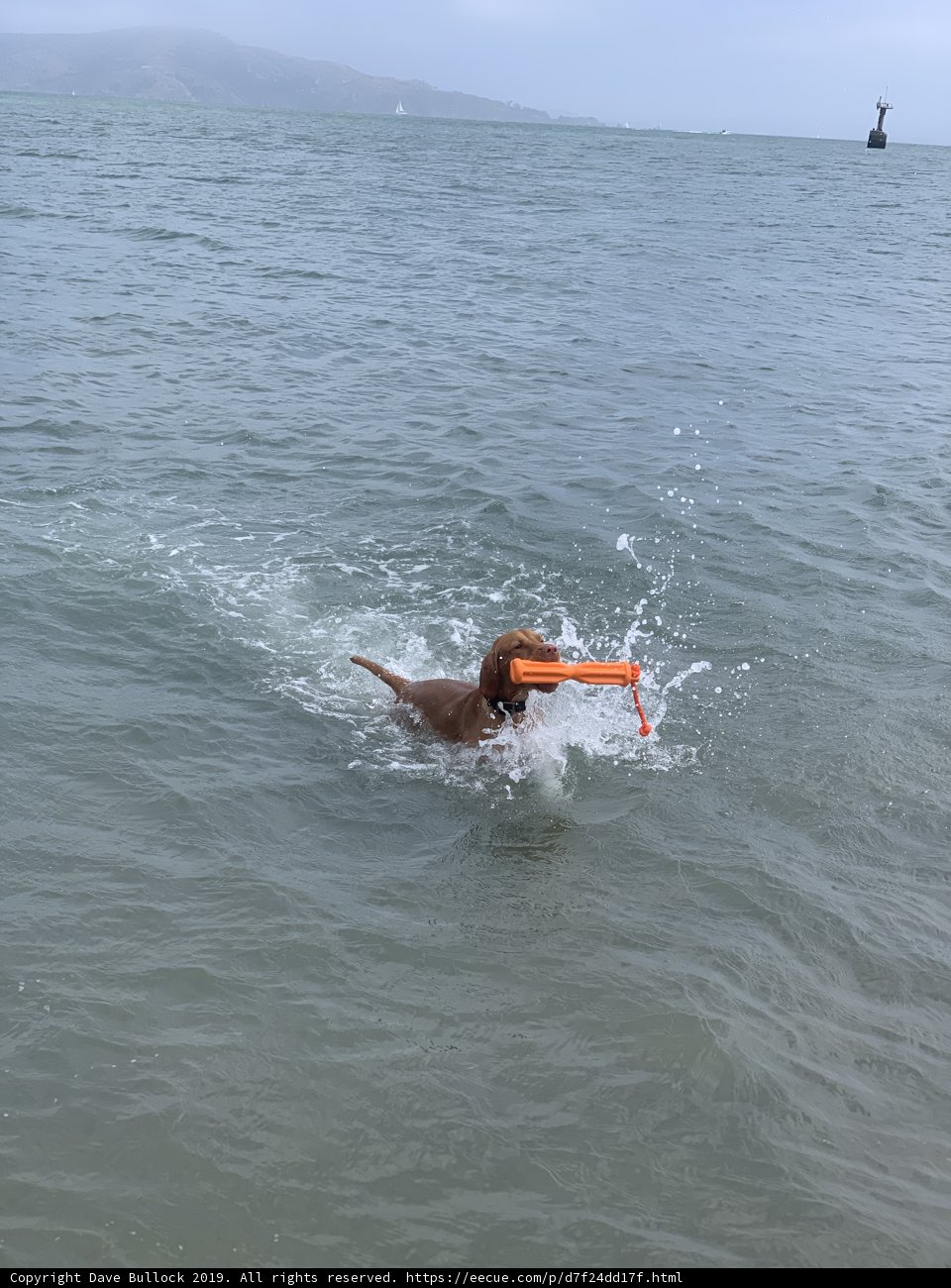 Frisbee Fun in the San Francisco Bay