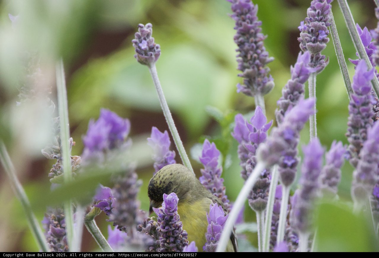 Lavender Visitor