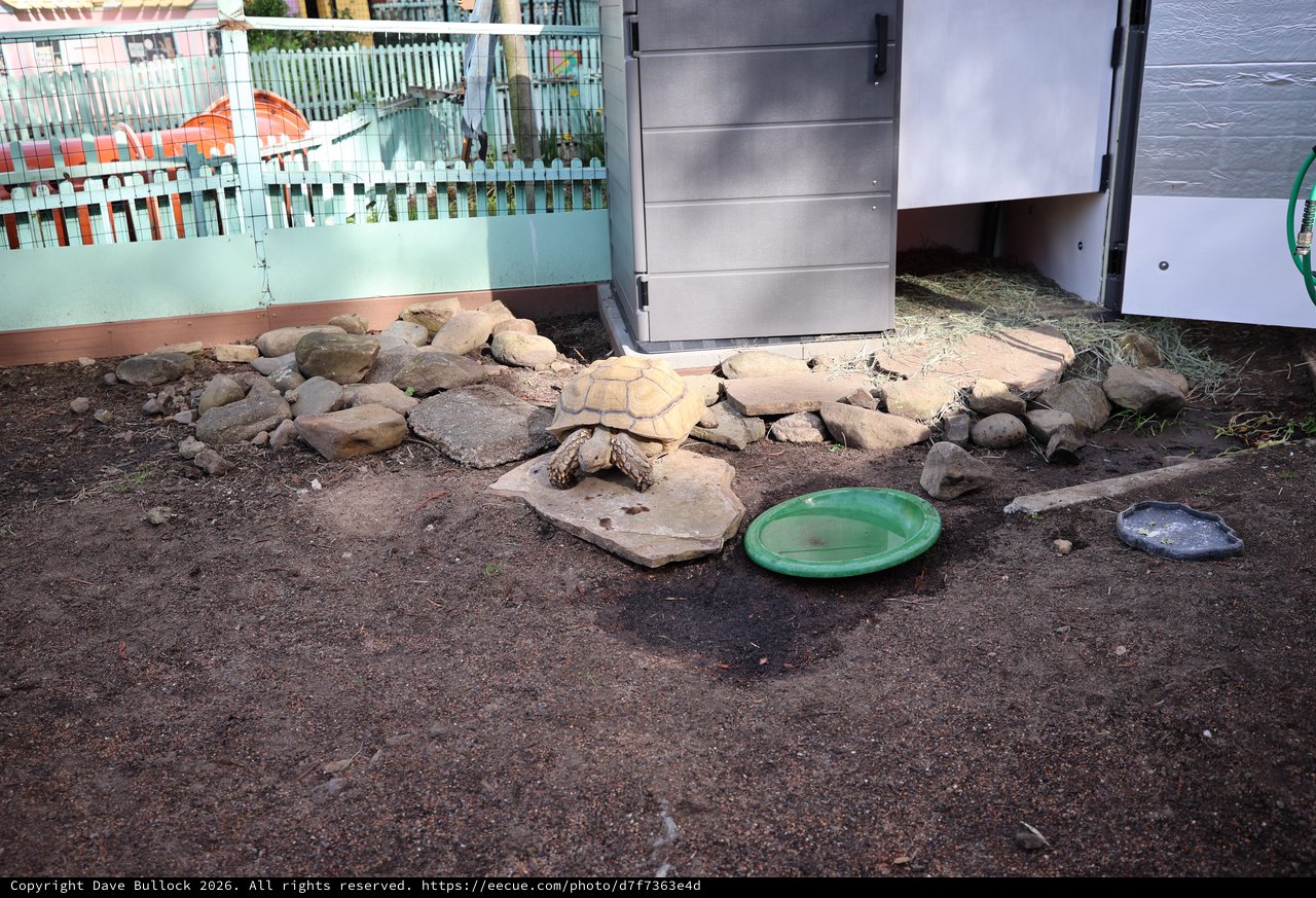 Tortoise Enclosure at Fantasyland Attraction