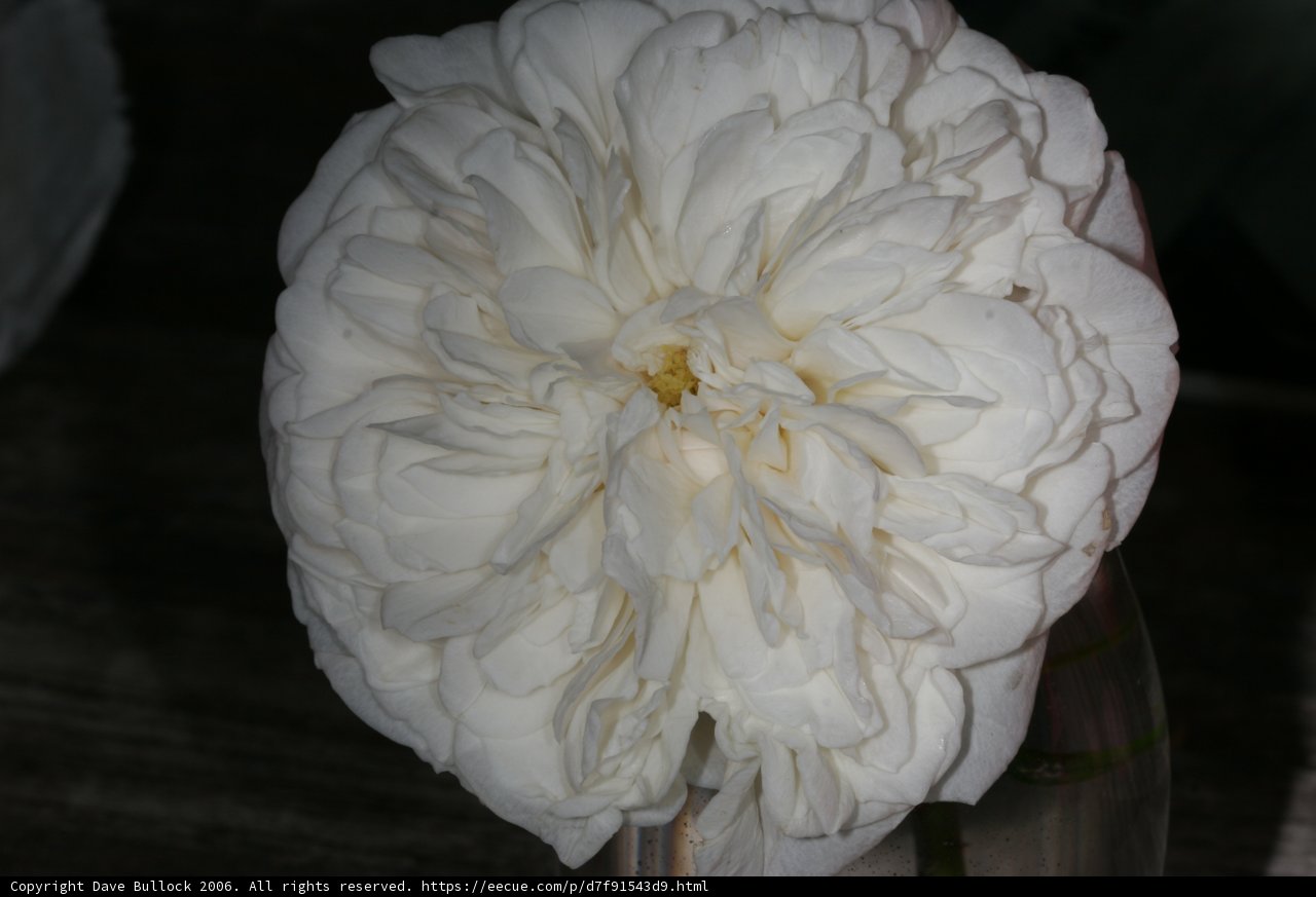 A Delicate White Flower in a Vase