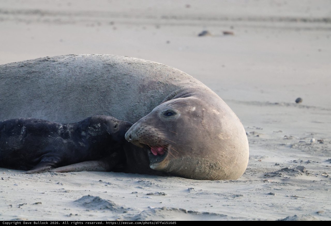 Elephant Seal Resting on Drakes Beach Shore
