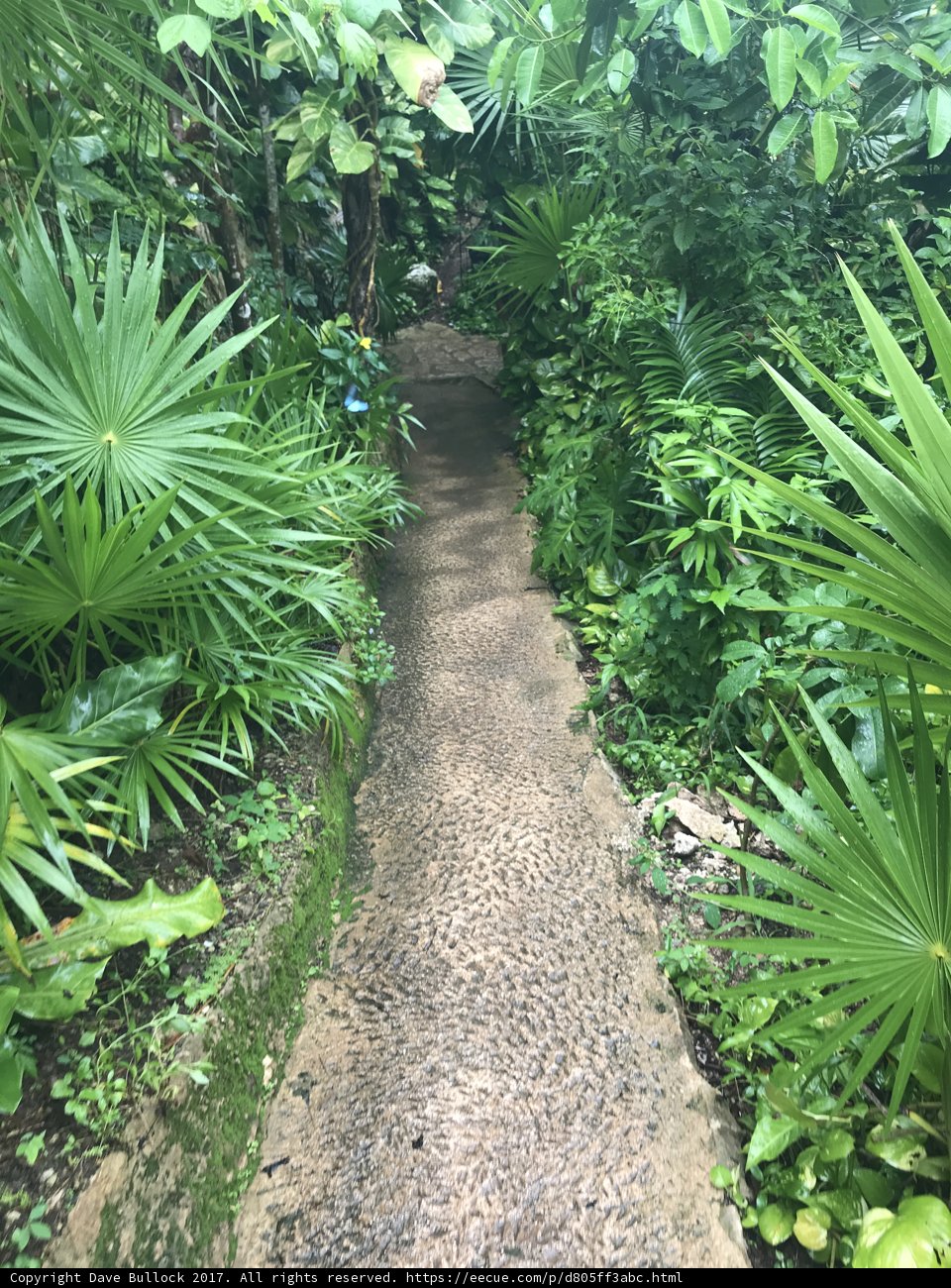 Path Through the Verdant Jungle