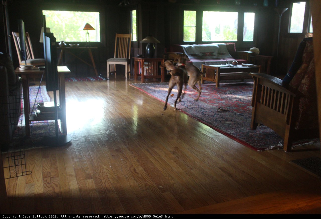 A Canine in a Cozy Living Room