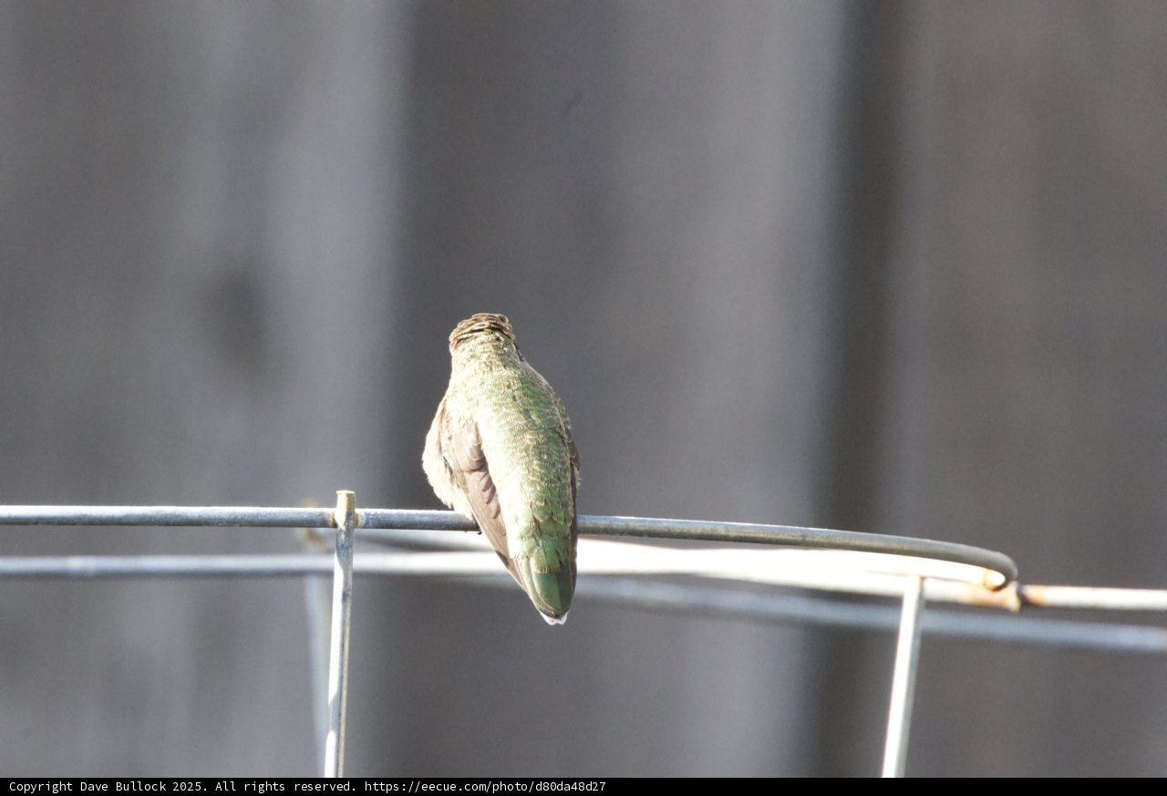 Tiny Perch