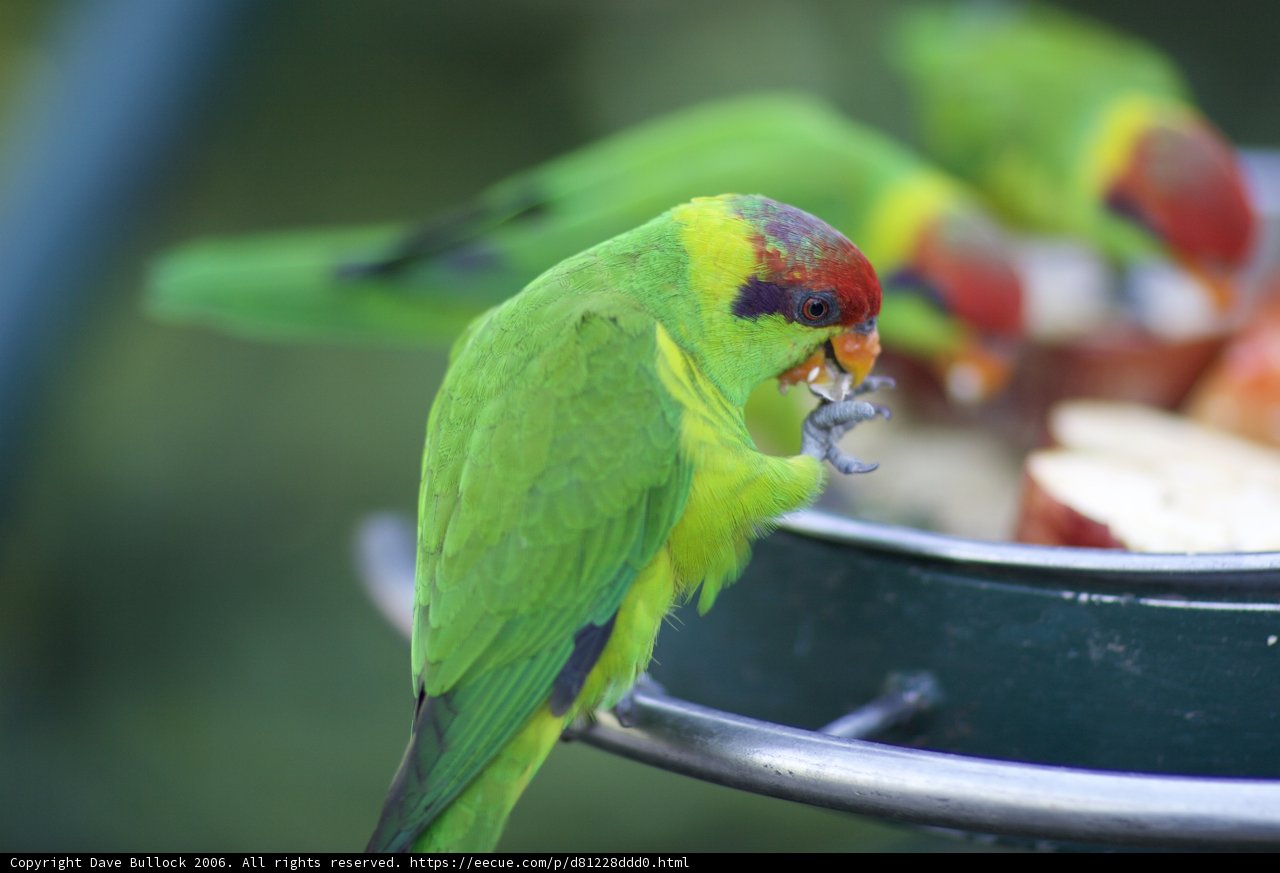 Green Parakeet Enjoying a Snack