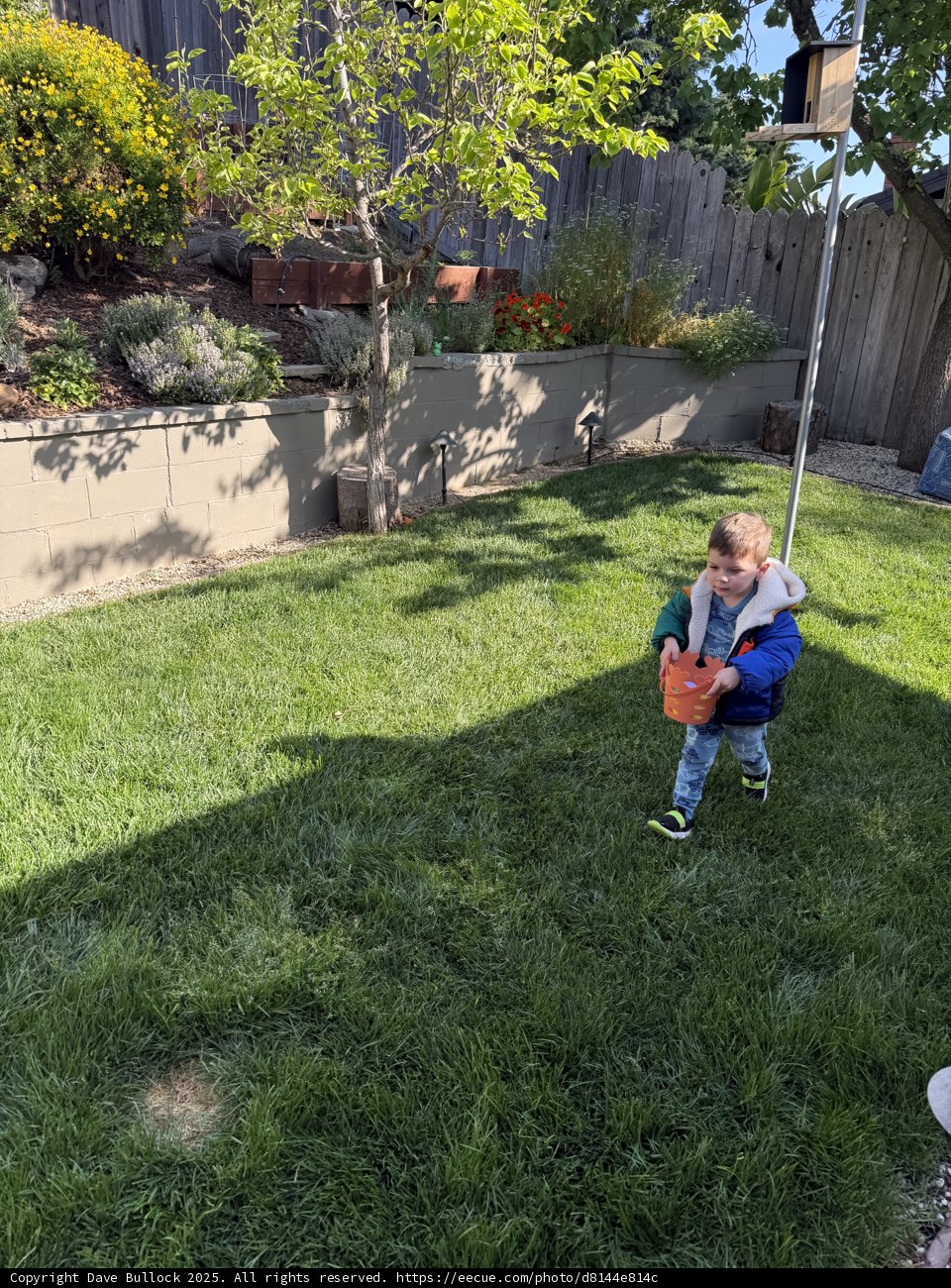 Springtime Adventures in the Backyard