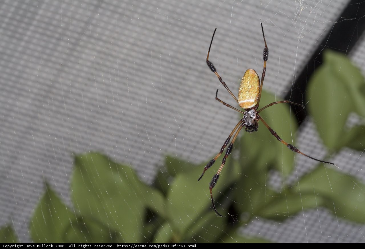 Striped Garden Spider