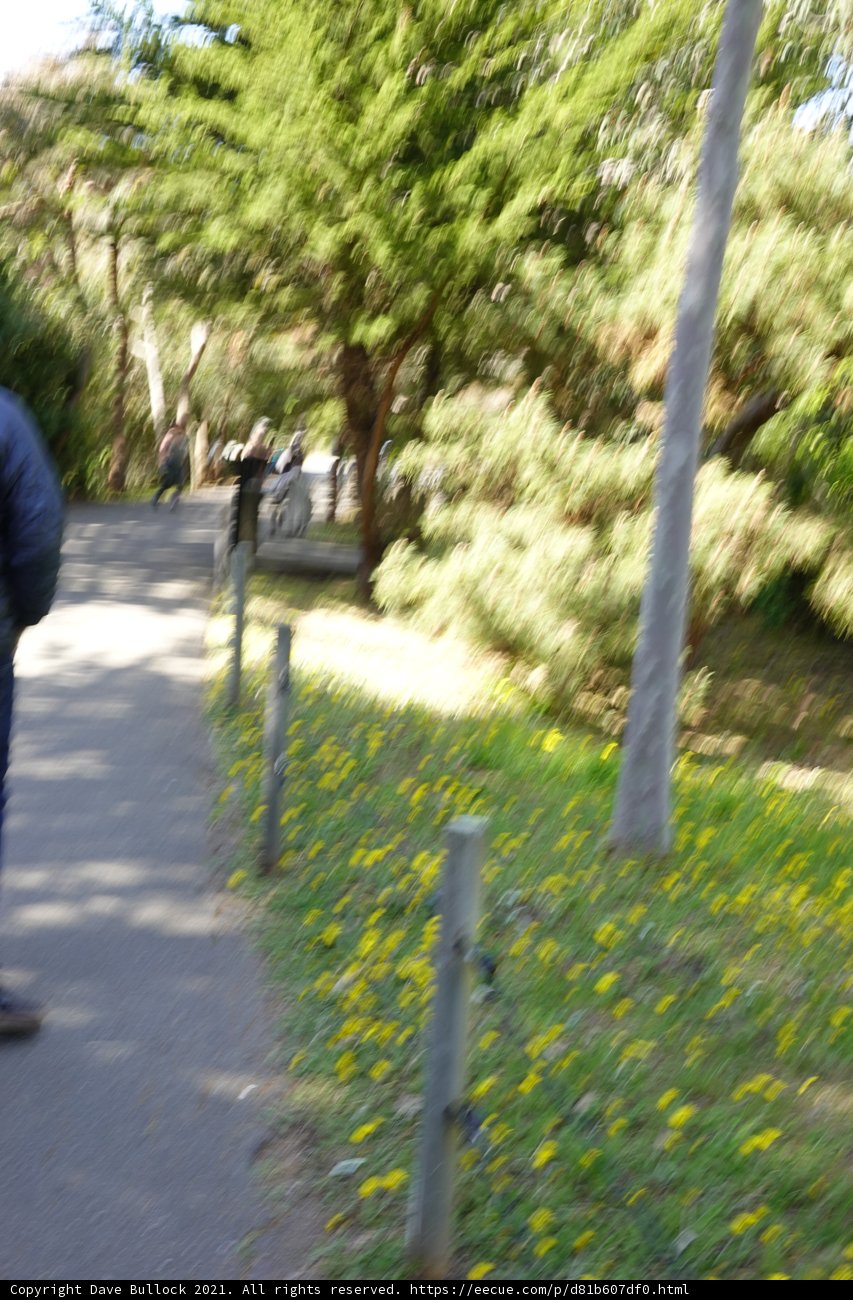 Walking with Man's Best Friend