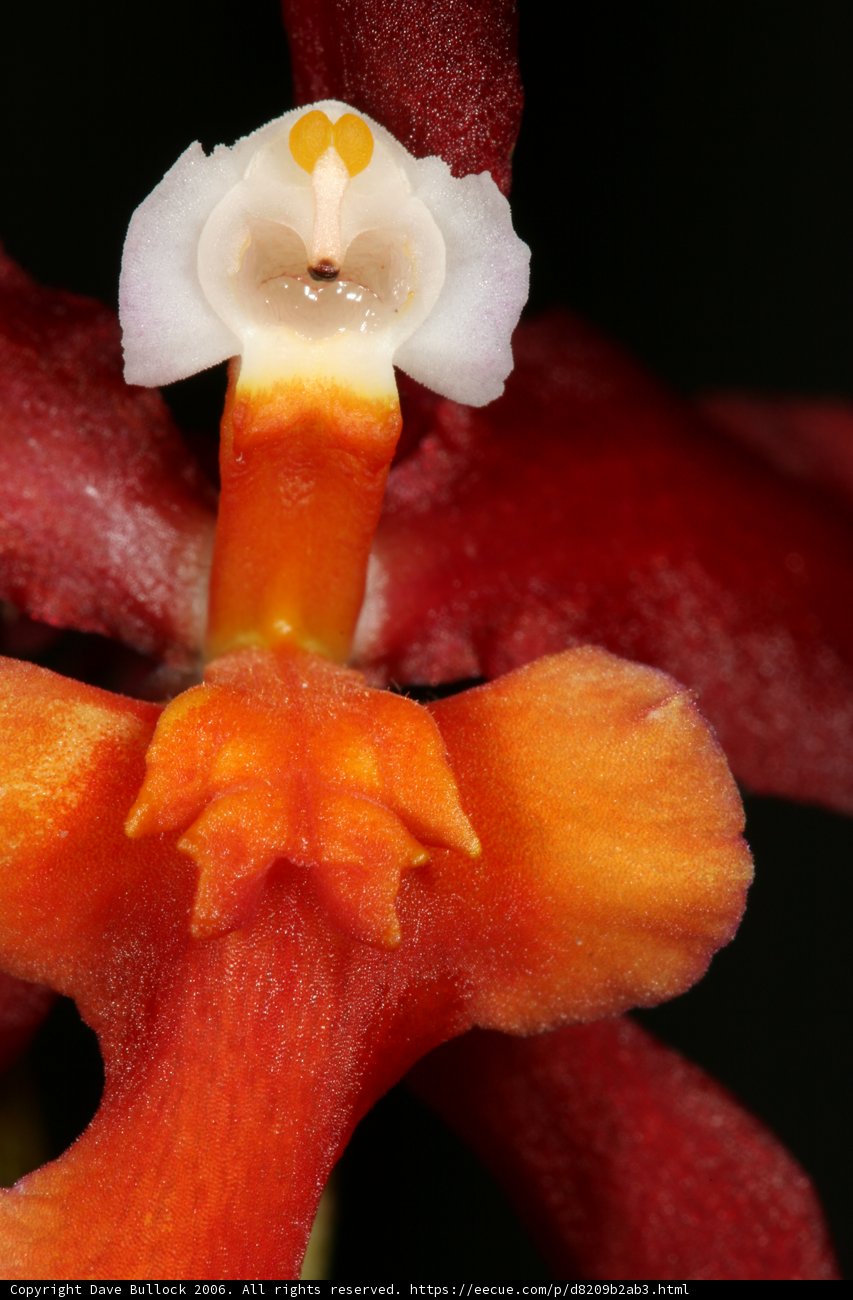 The Enchanted Orchid