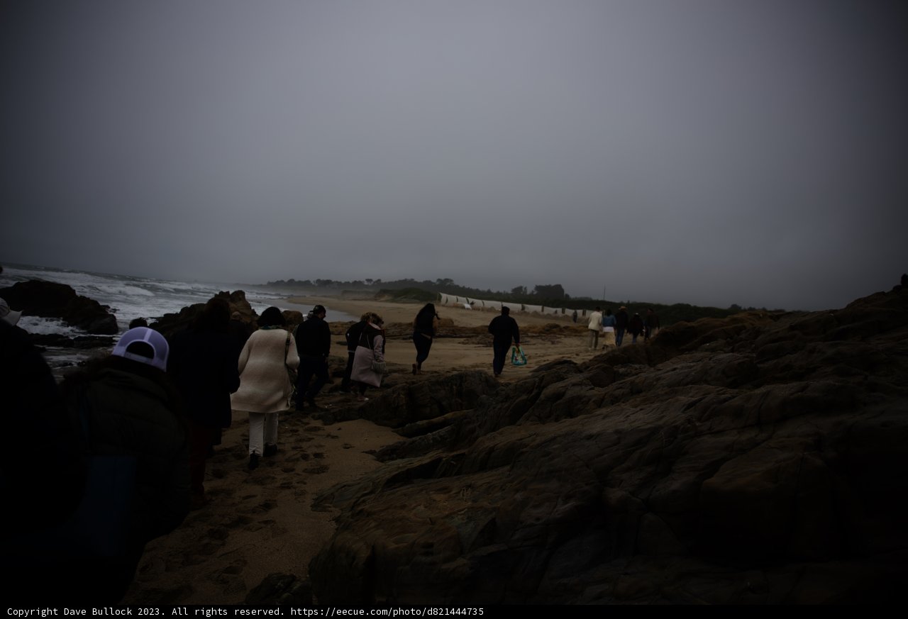 Enigmatic Wanderers on Pescadero's Foggy Shores