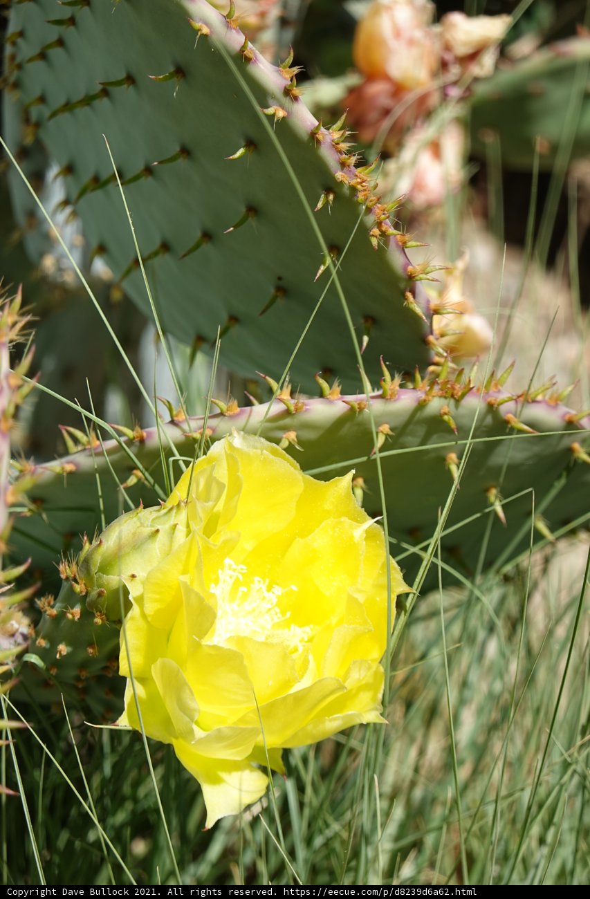 Desert Beauty
