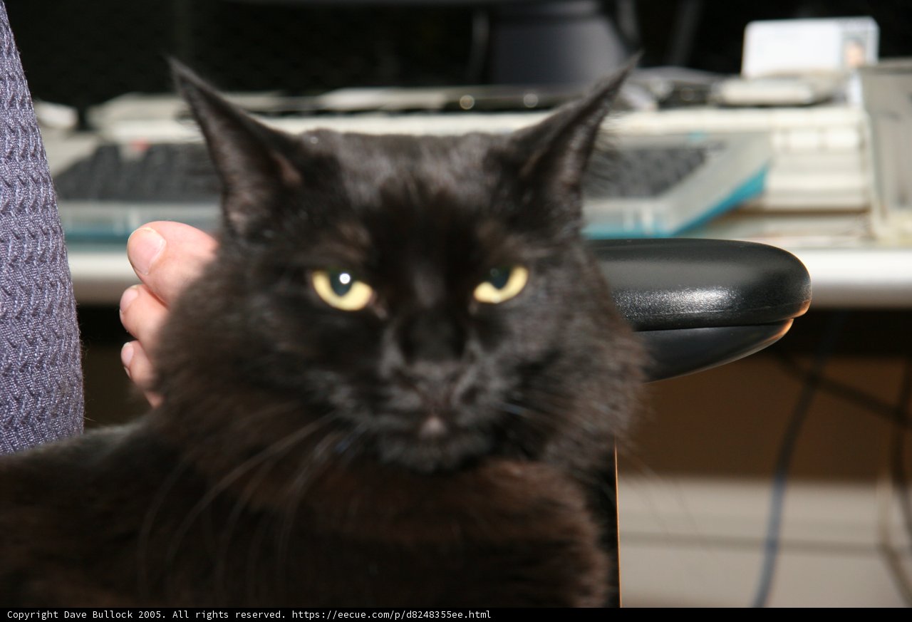 Lap Cat