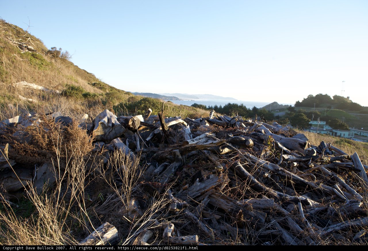 Wood Pile on a Hillside