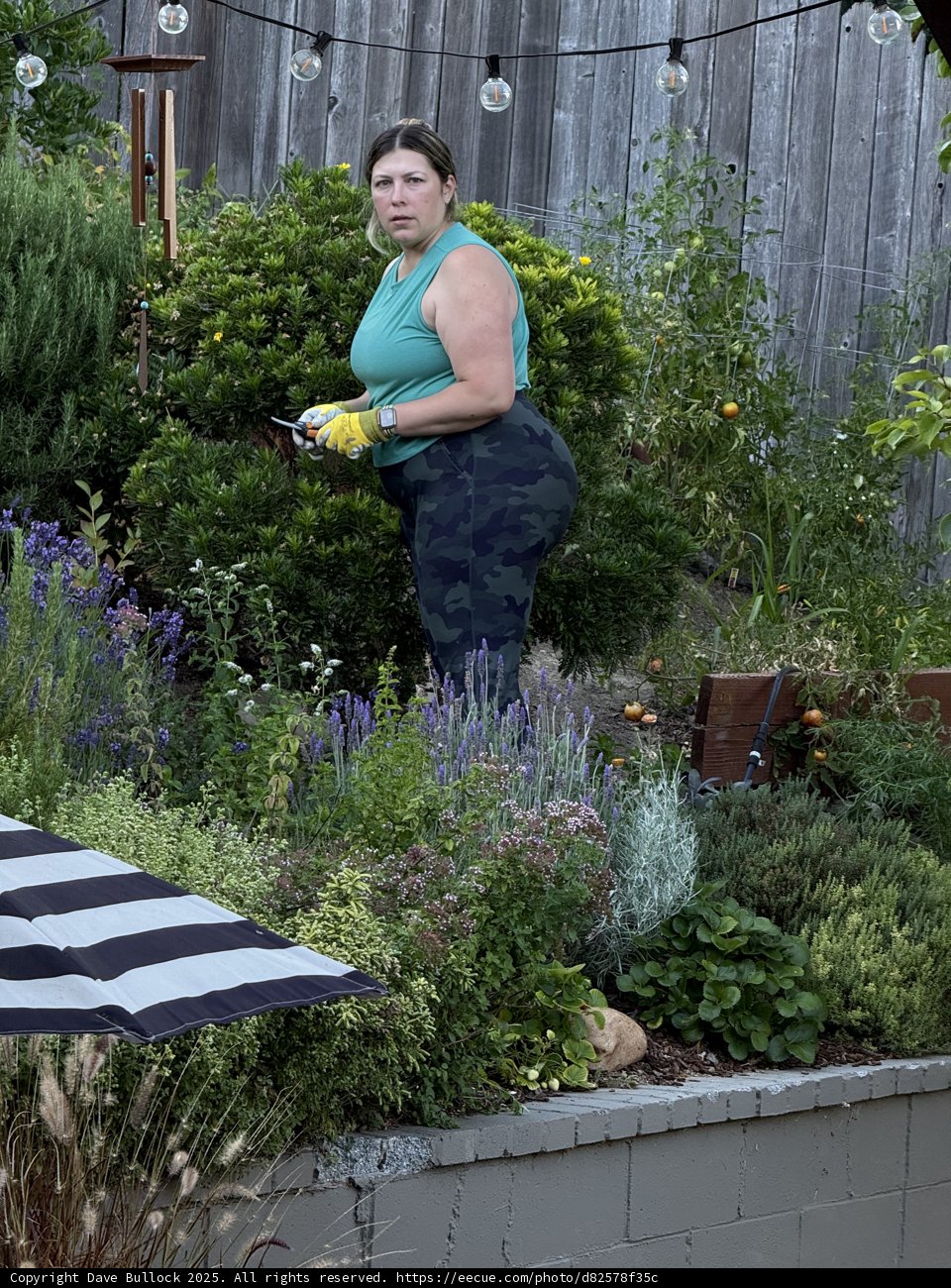 Garden Serenity in August