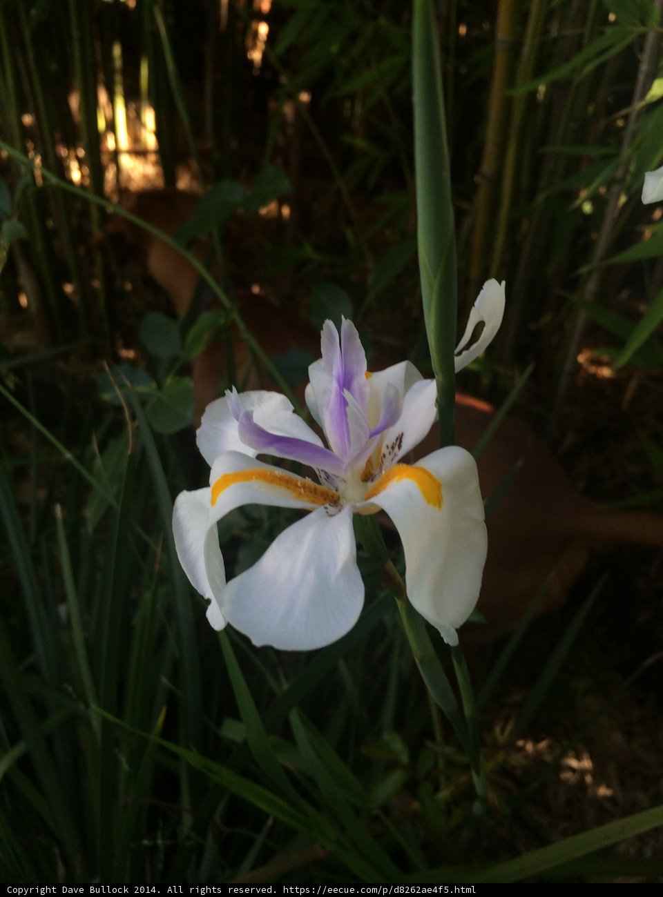 Elegant White and Purple Iris in Altadena Garden
