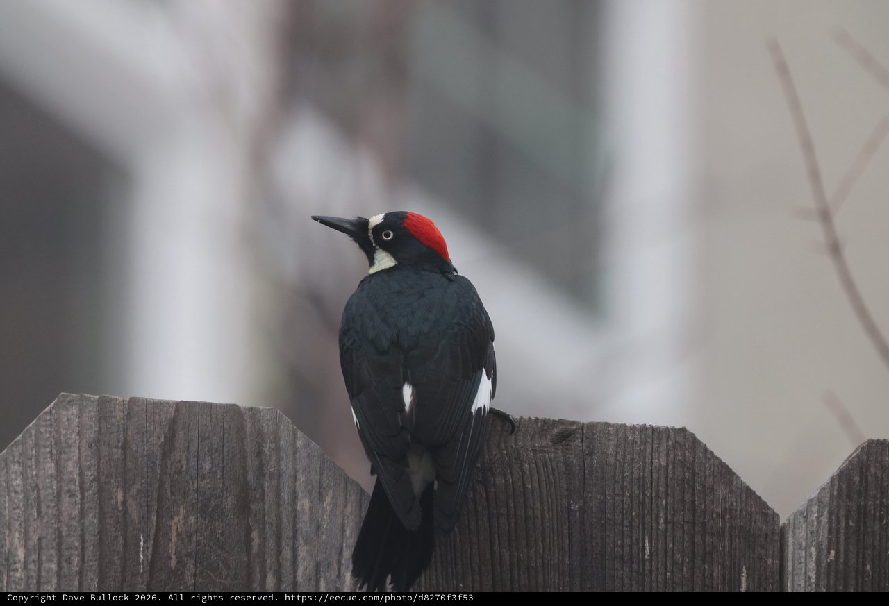 Acorn Woodpecker Perched on Weathered Wooden Fence