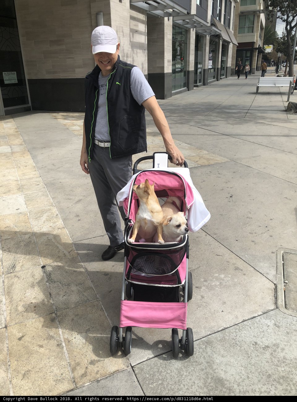 A Man's Best Walking Companion