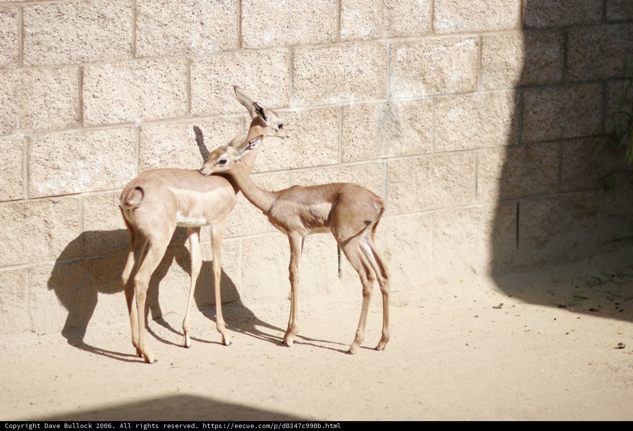 Graceful Gazelles at the Zoo