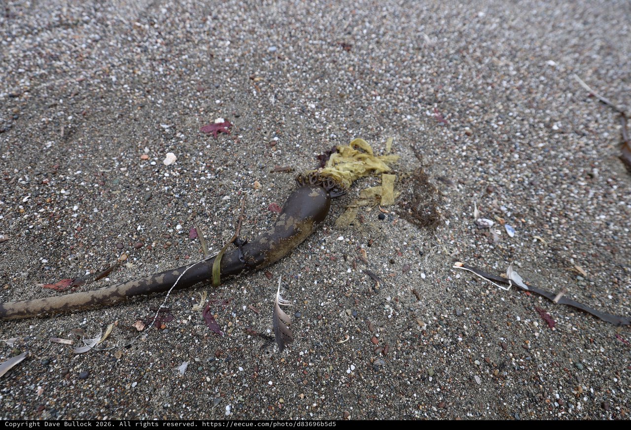 Washed Ashore: Kelp Stipe on Sandy Beach