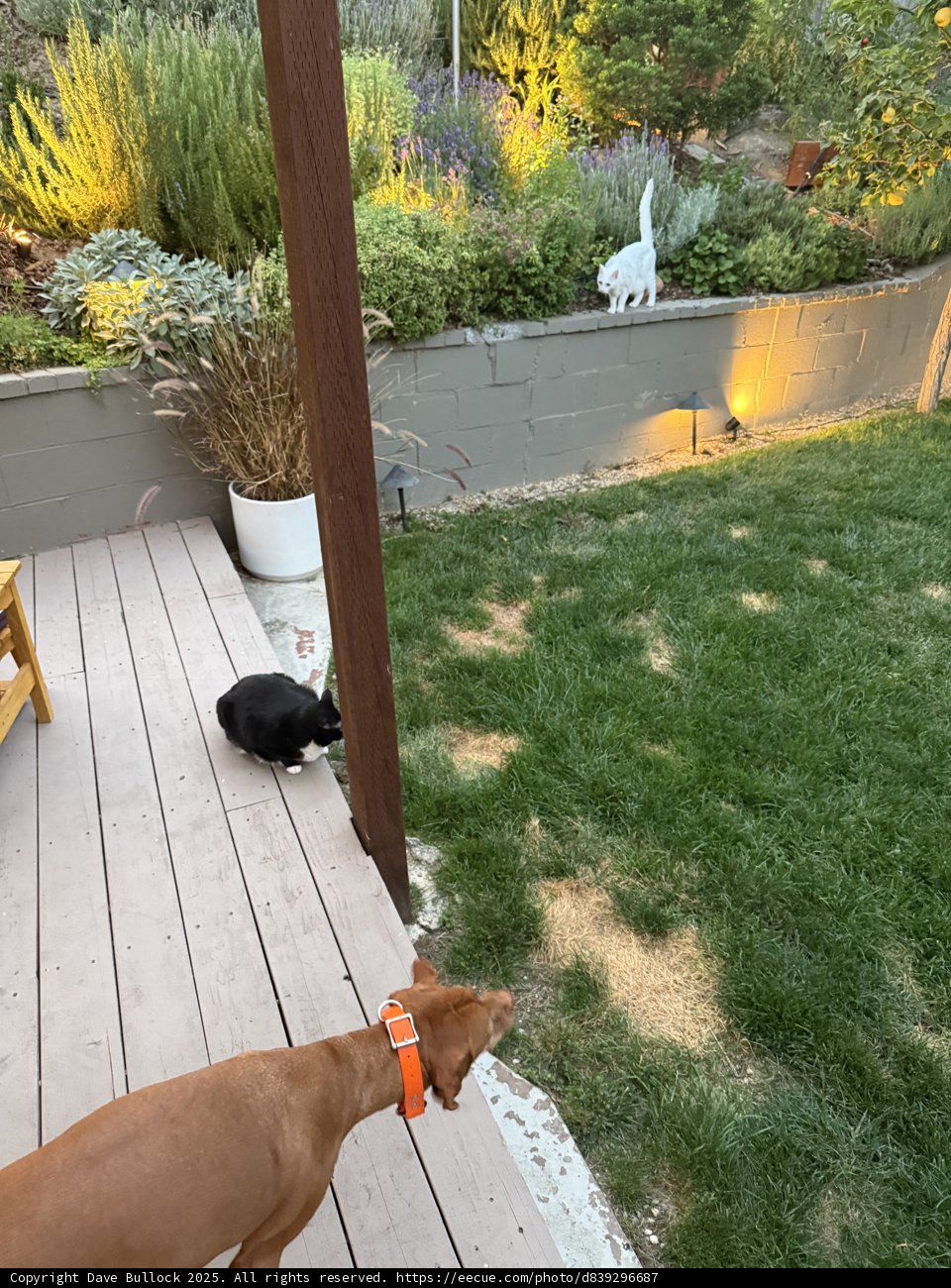 Backyard Adventures at Sunset