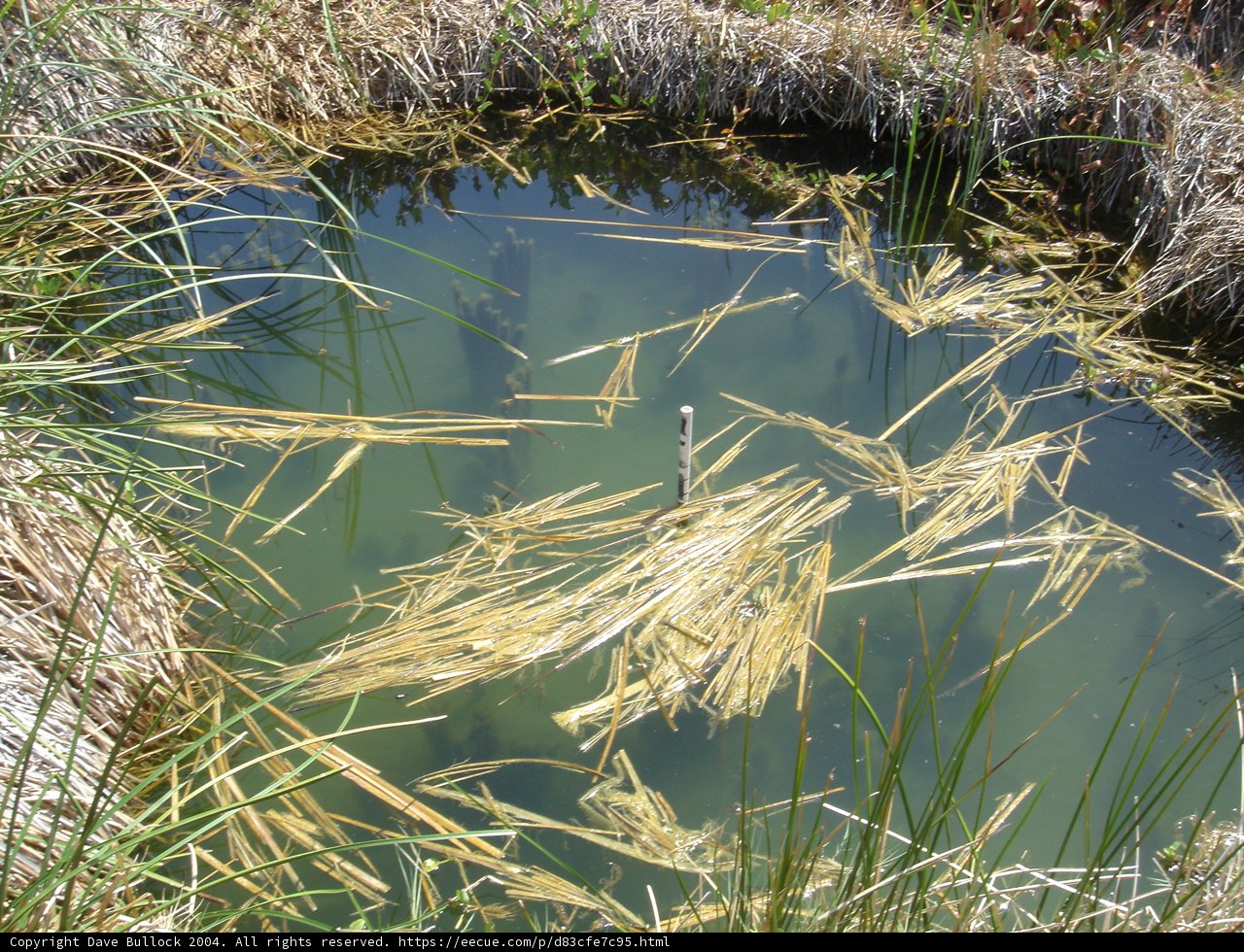 The Lifeless Pond