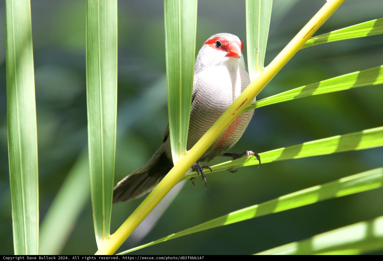 Peeking Through Paradise: A Finch at Honolulu Zoo