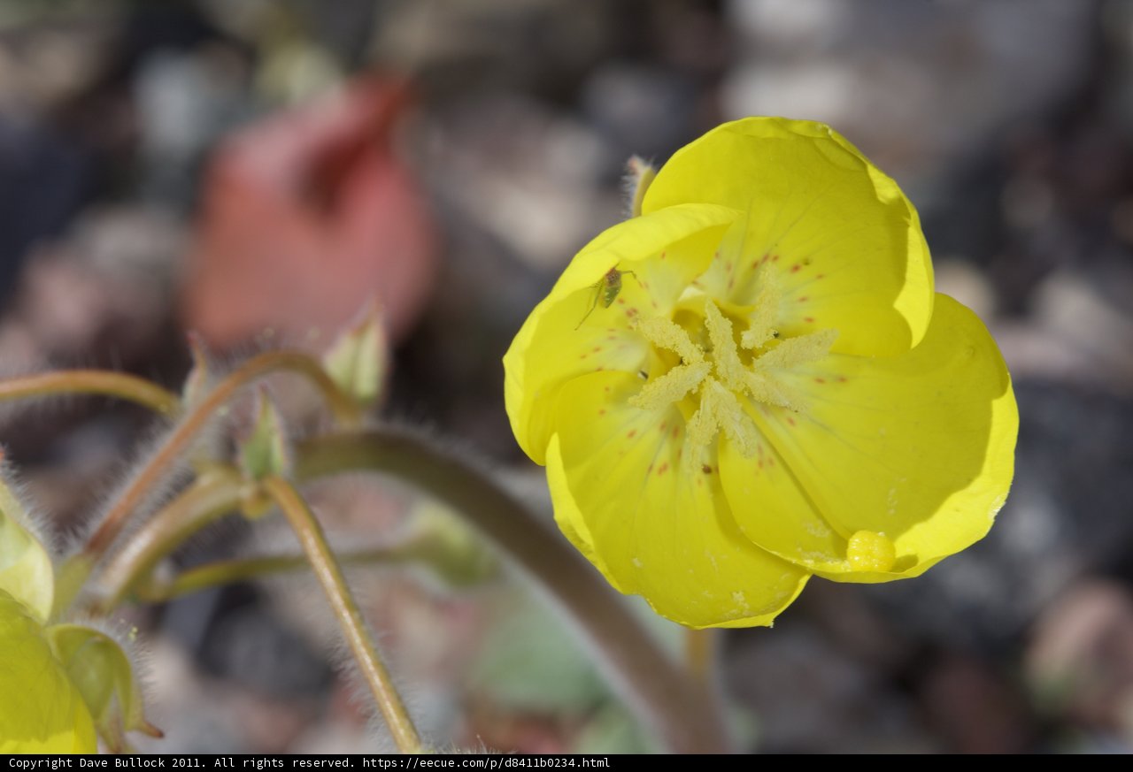 Radiant Yellow Geranium