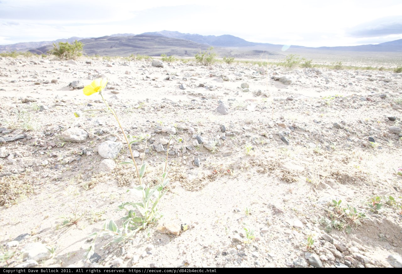 Solitude in the Desert