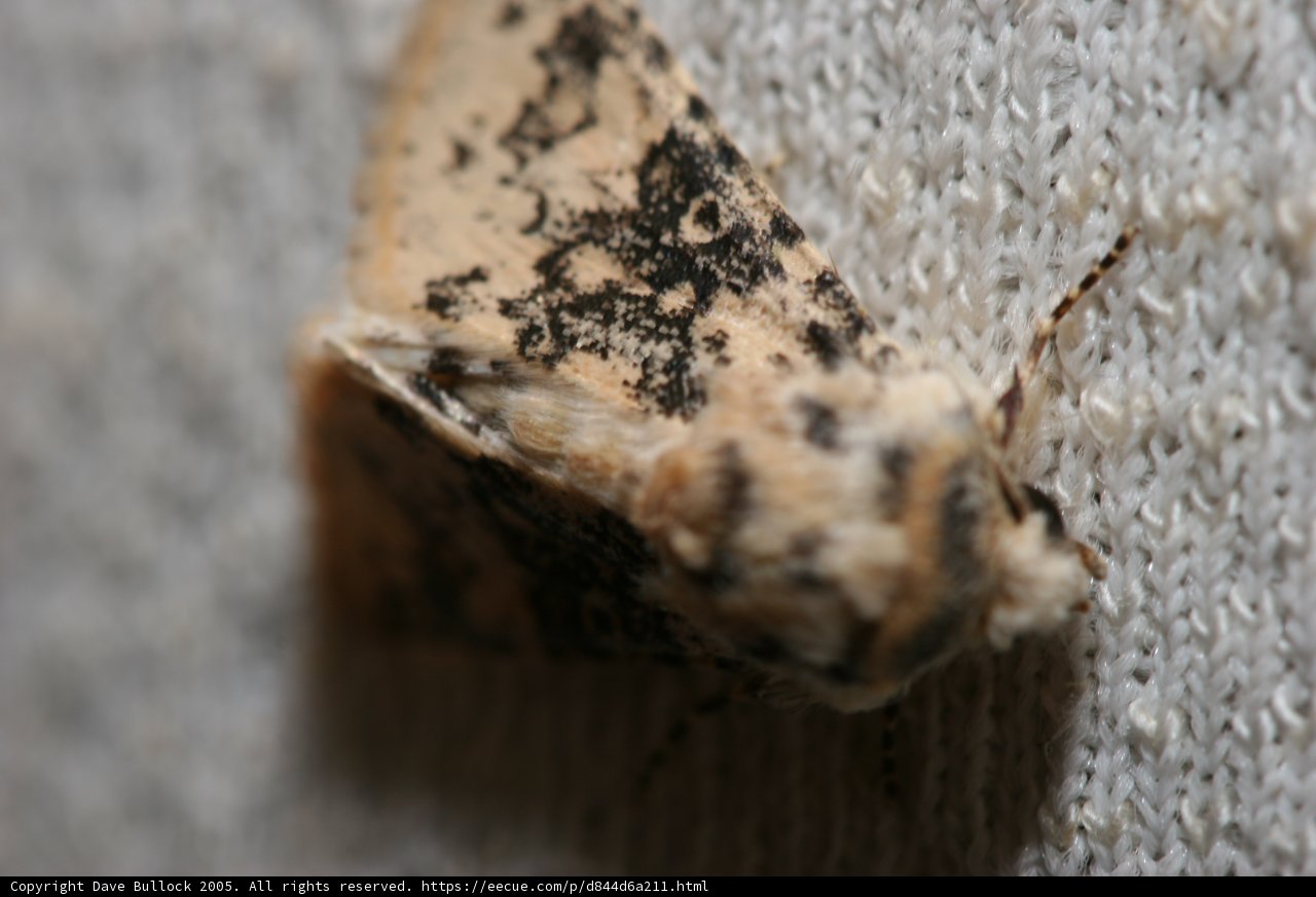 Spotted Moth