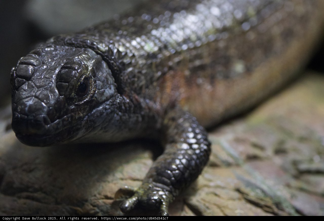 The Intricate Beauty of Reptilian Scales