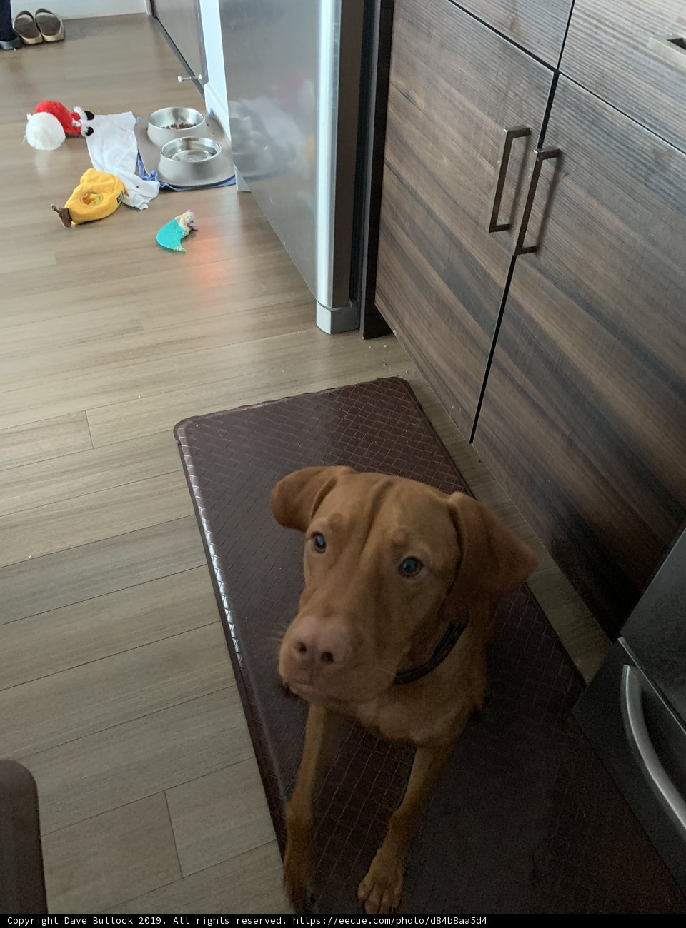 Furry Companion in a Cozy Kitchen