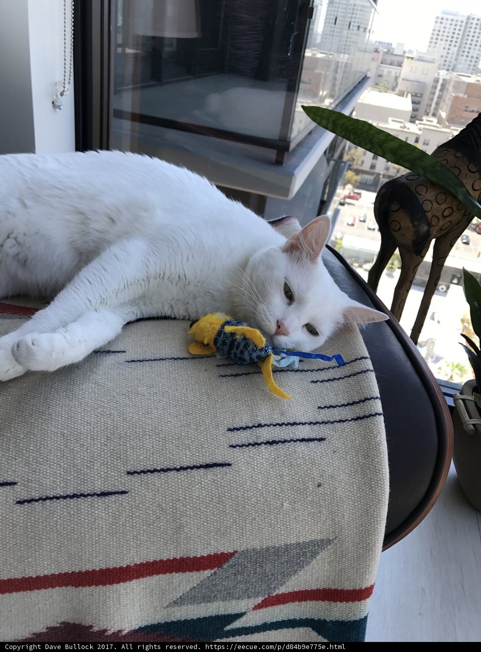 Cozy Cat Nap on Linen Blanket