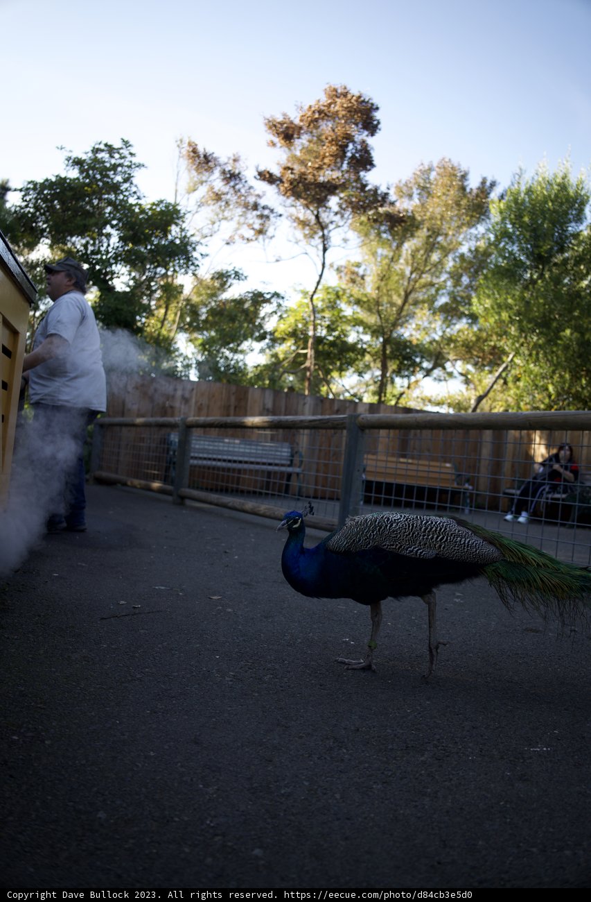 Encounter with Elegance: A Day at the SF Zoo