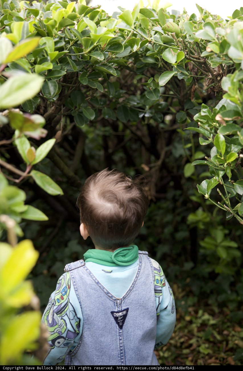 Innocence Amidst Foliage - A Child's Exploration