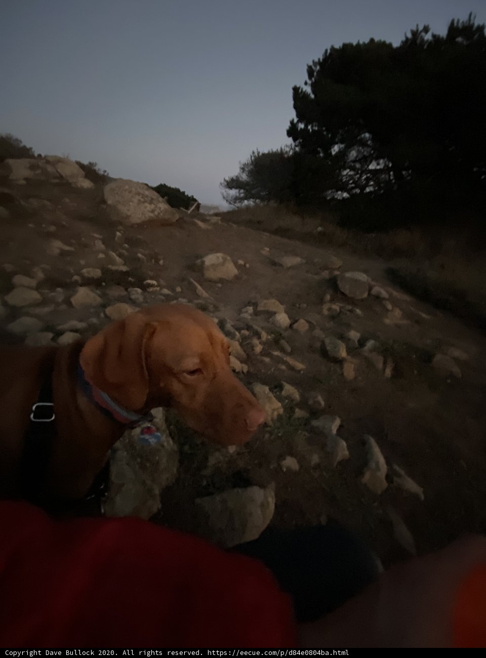 Rocky Hillside Adventure with Our Canine Friend