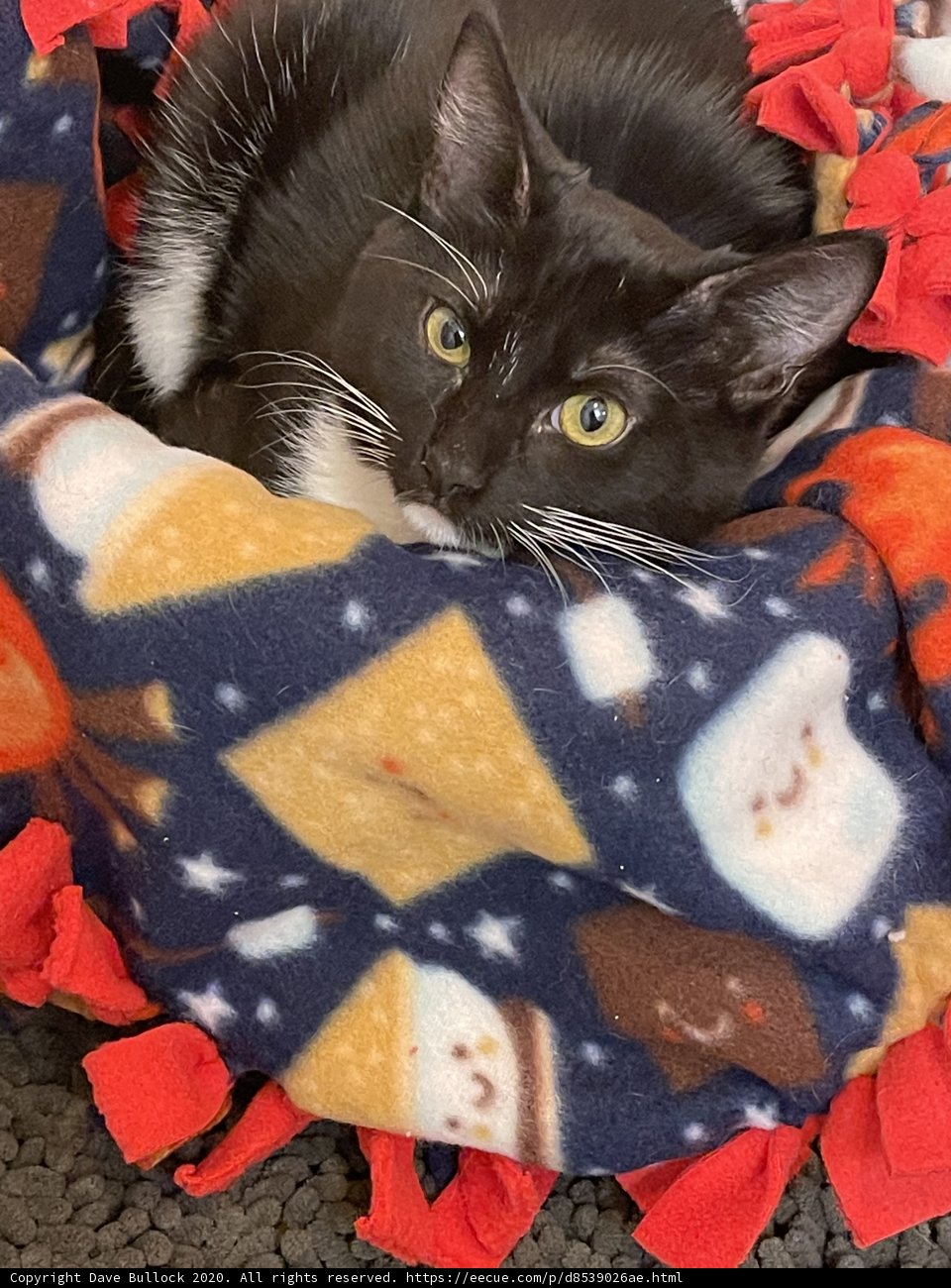 Cozy Cat