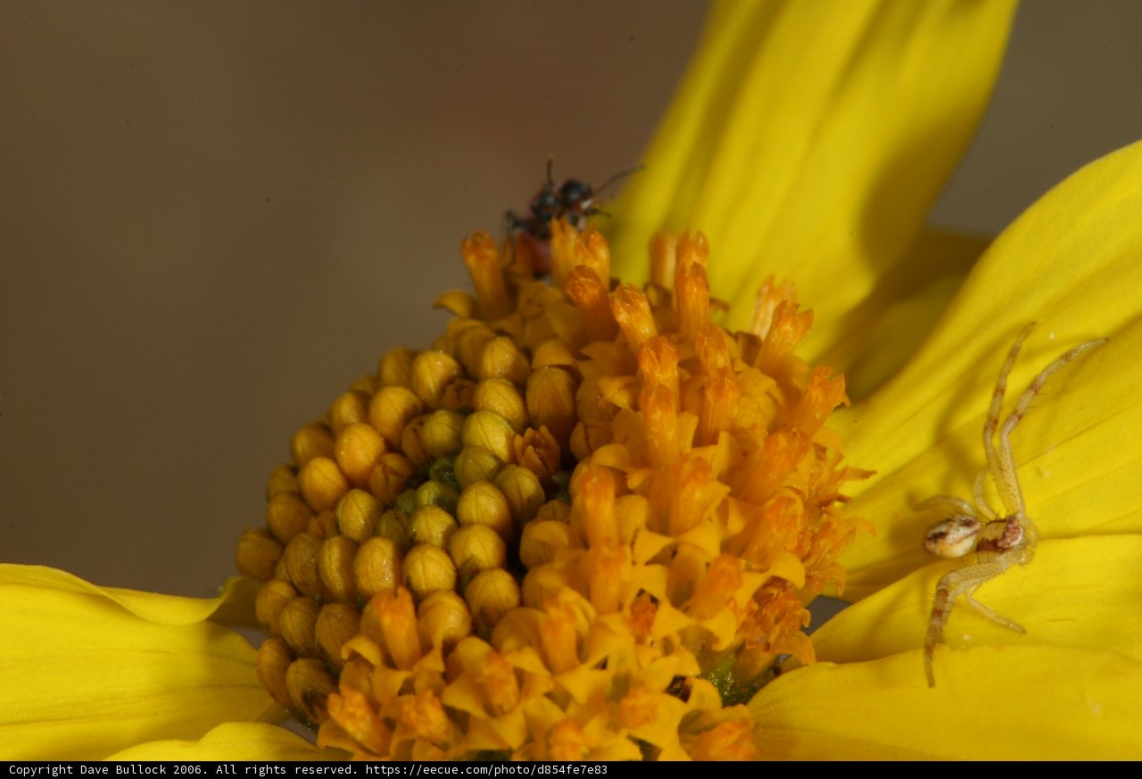 Garden Spider and Yellow Daisy