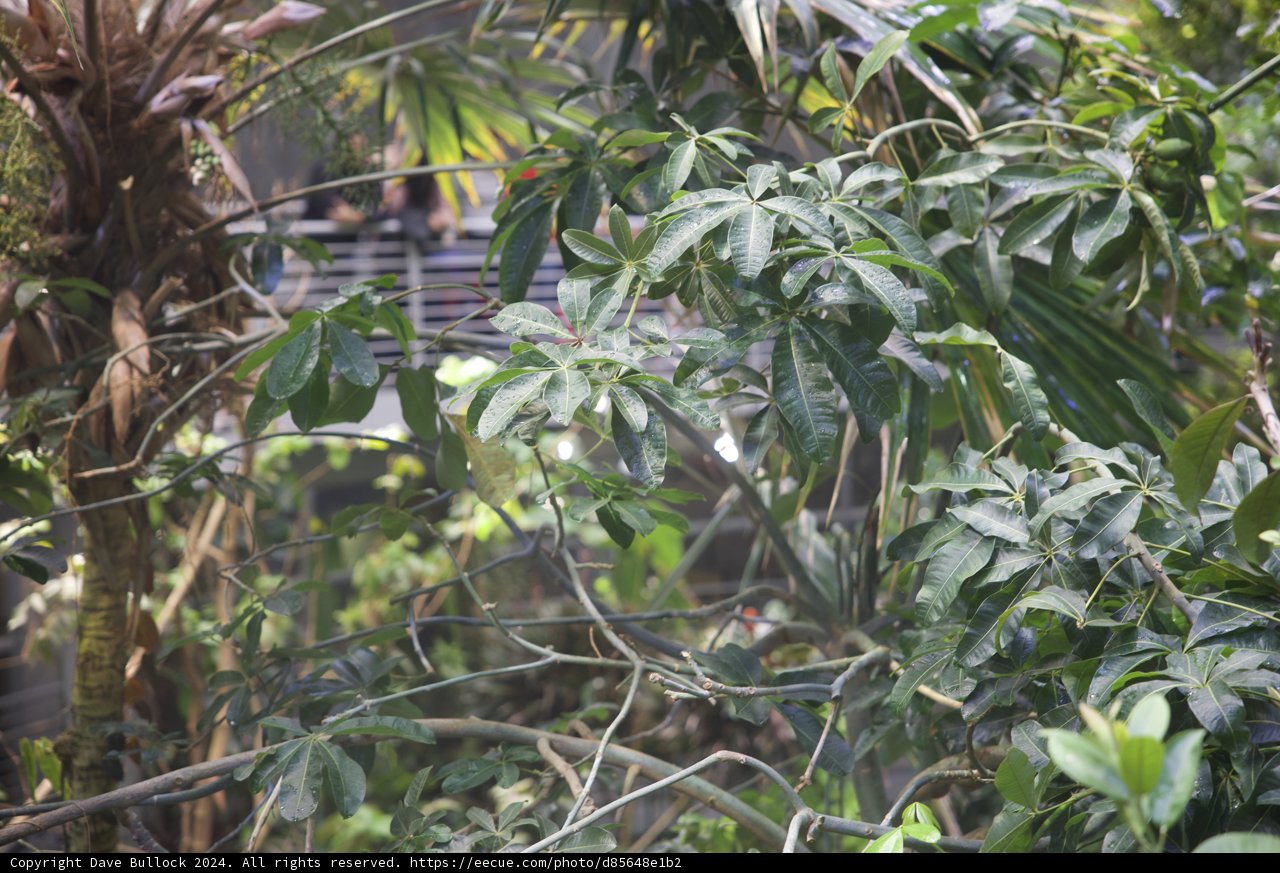 Tropical Serenity: A Bird's Enchanting Repose