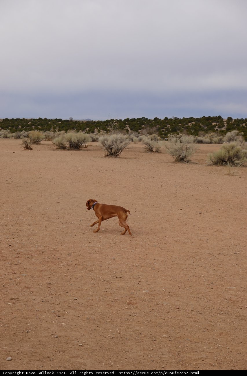 Dog on the Run in the Santa Fe Desert