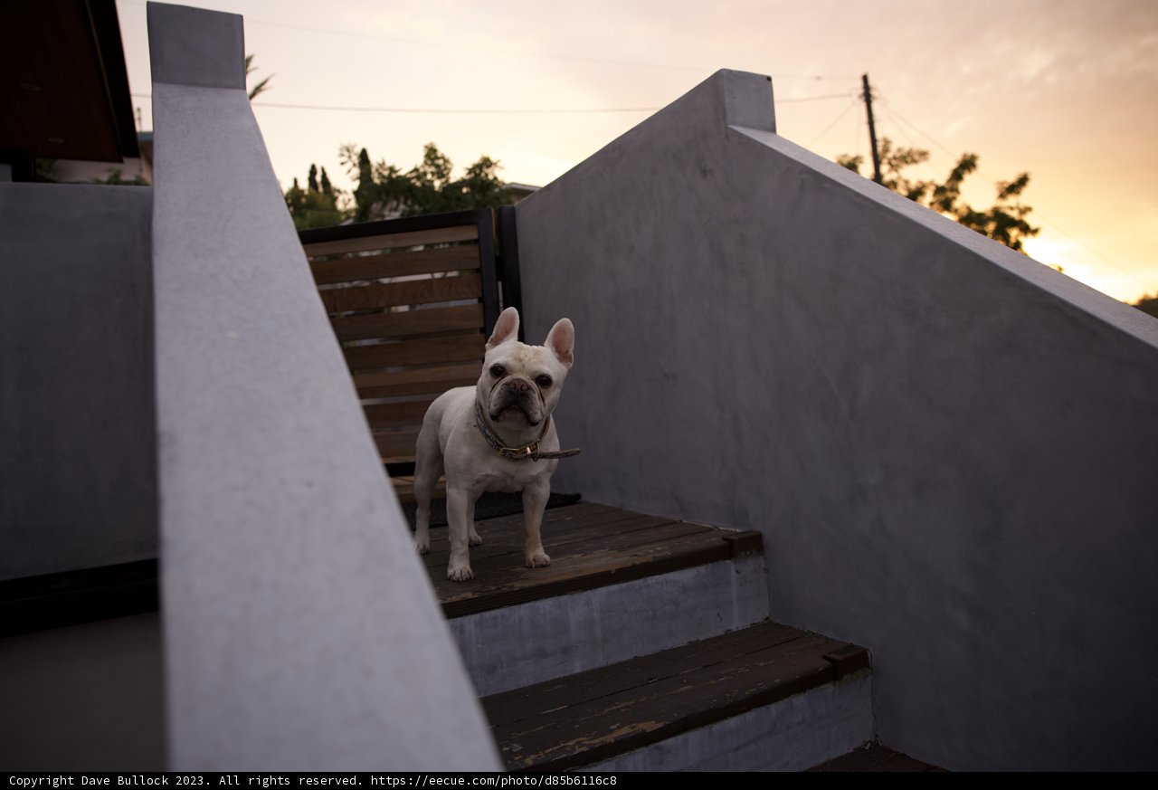 The Watchful Guardian in LA